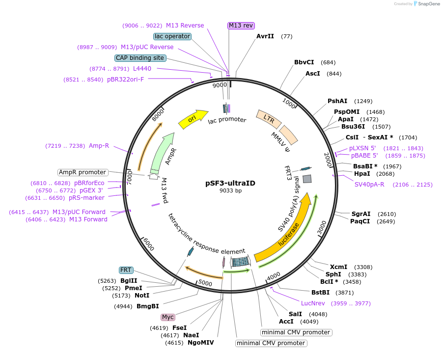 172878-plasmid-map-sequence-id-340526