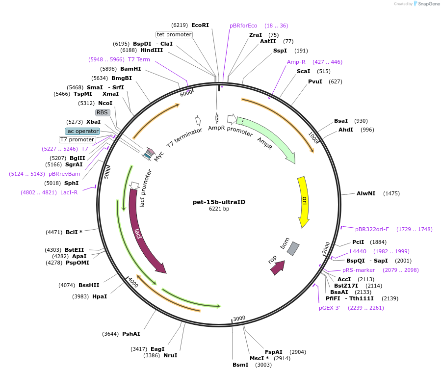 172879-plasmid-map-sequence-id-340528
