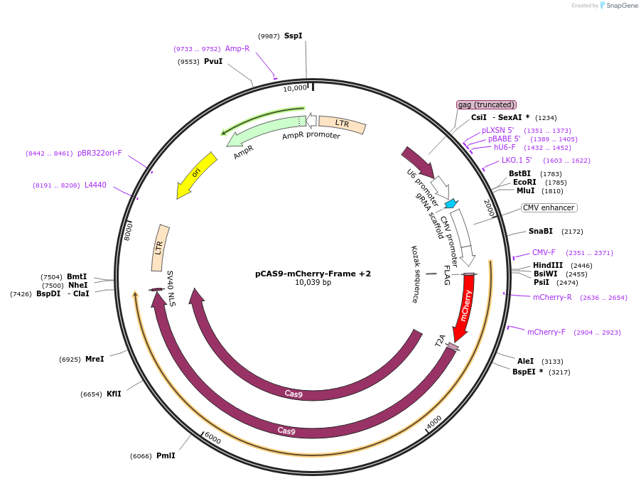 66941-plasmid-map-sequence-id-340534