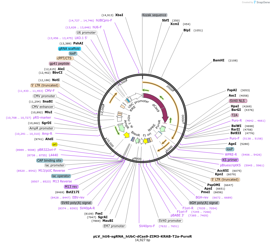 172982-plasmid-map-sequence-id-340536