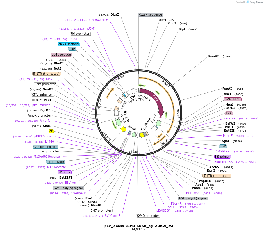 172985-plasmid-map-sequence-id-340537
