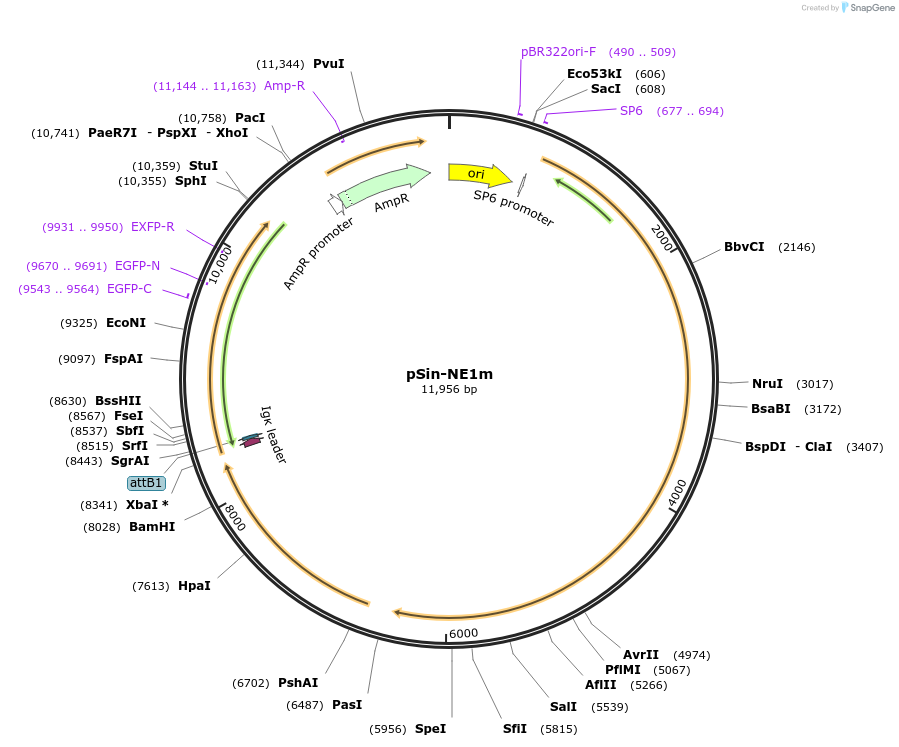 172883-plasmid-map-sequence-id-340541