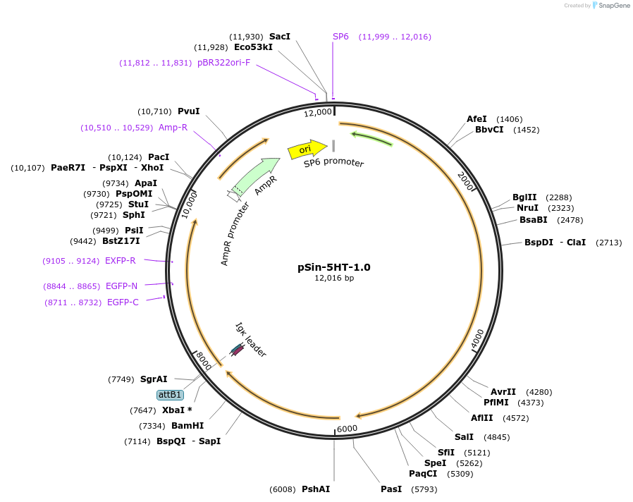 172882-plasmid-map-sequence-id-340542