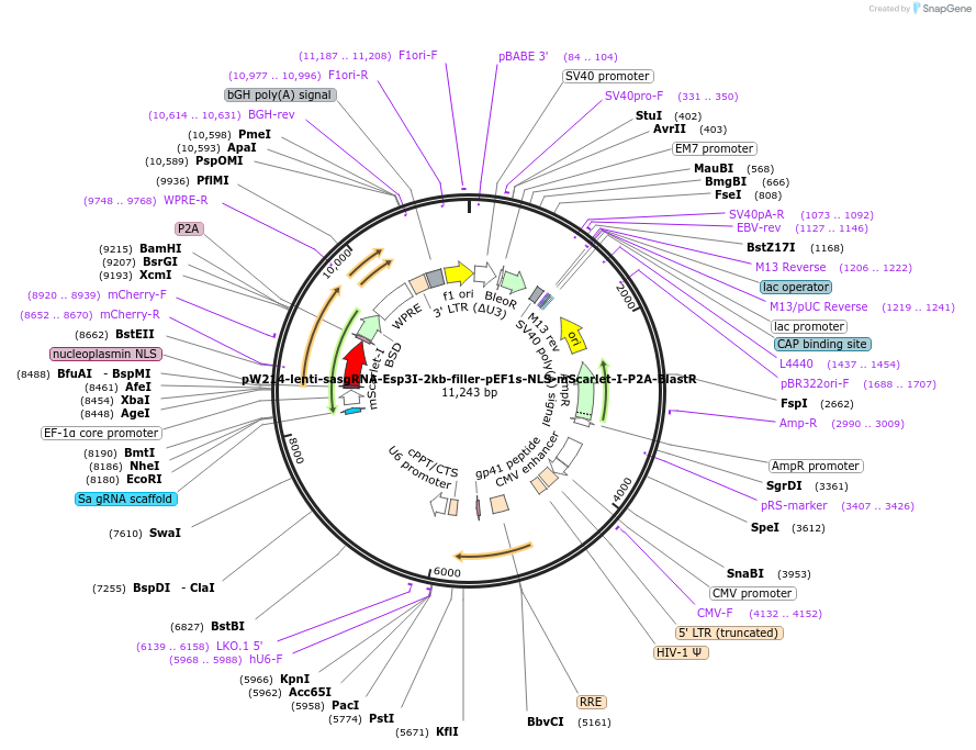 170812-plasmid-map-sequence-id-340545
