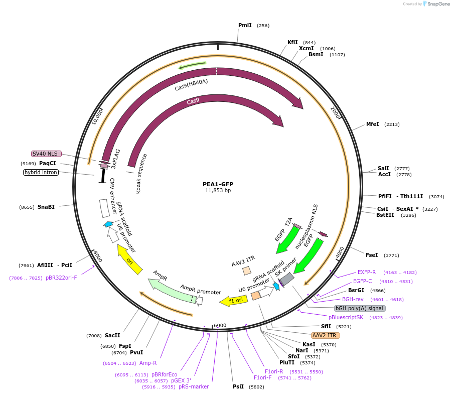 171993-plasmid-map-sequence-id-340552