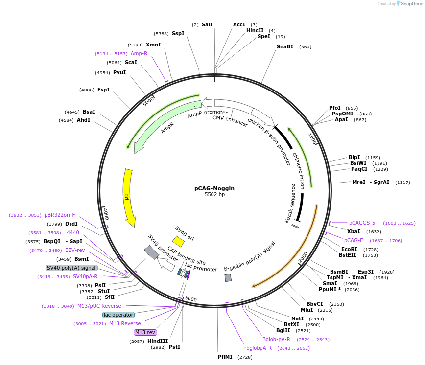 163586-plasmid-map-sequence-id-340554