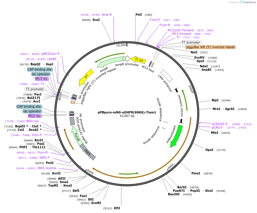 172102-plasmid-map-sequence-id-340557