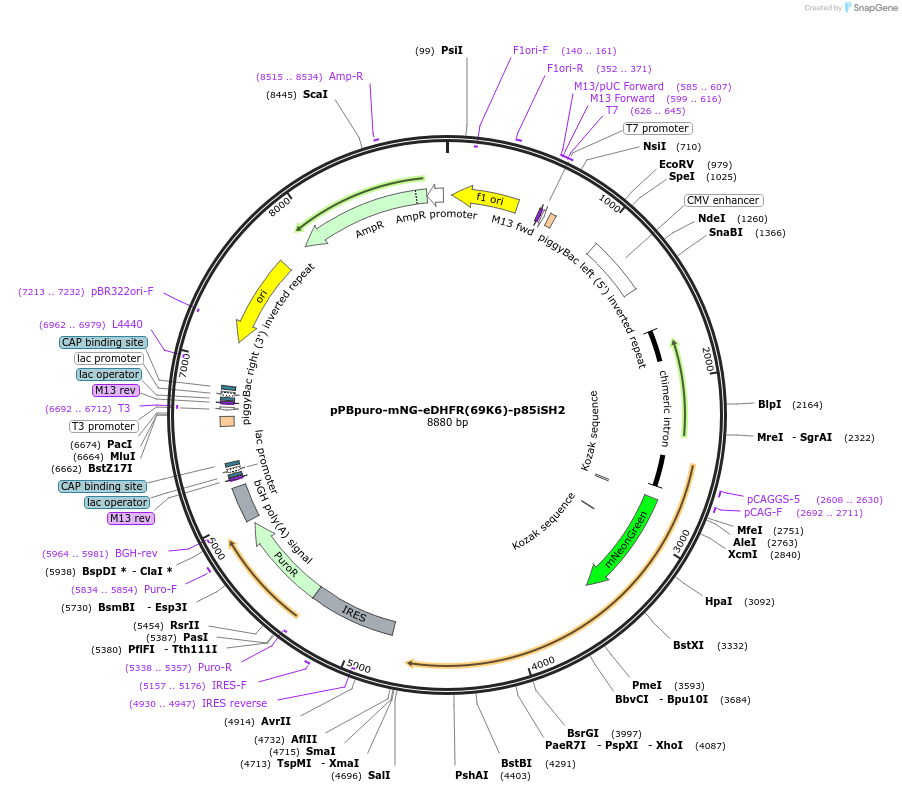 172103-plasmid-map-sequence-id-340560