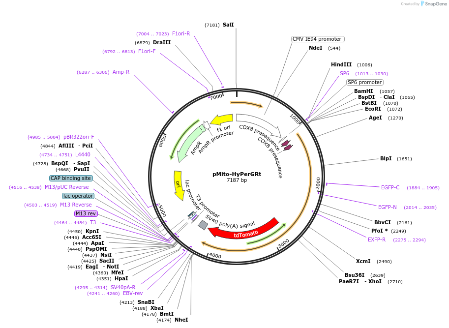 173197-plasmid-map-sequence-id-340566