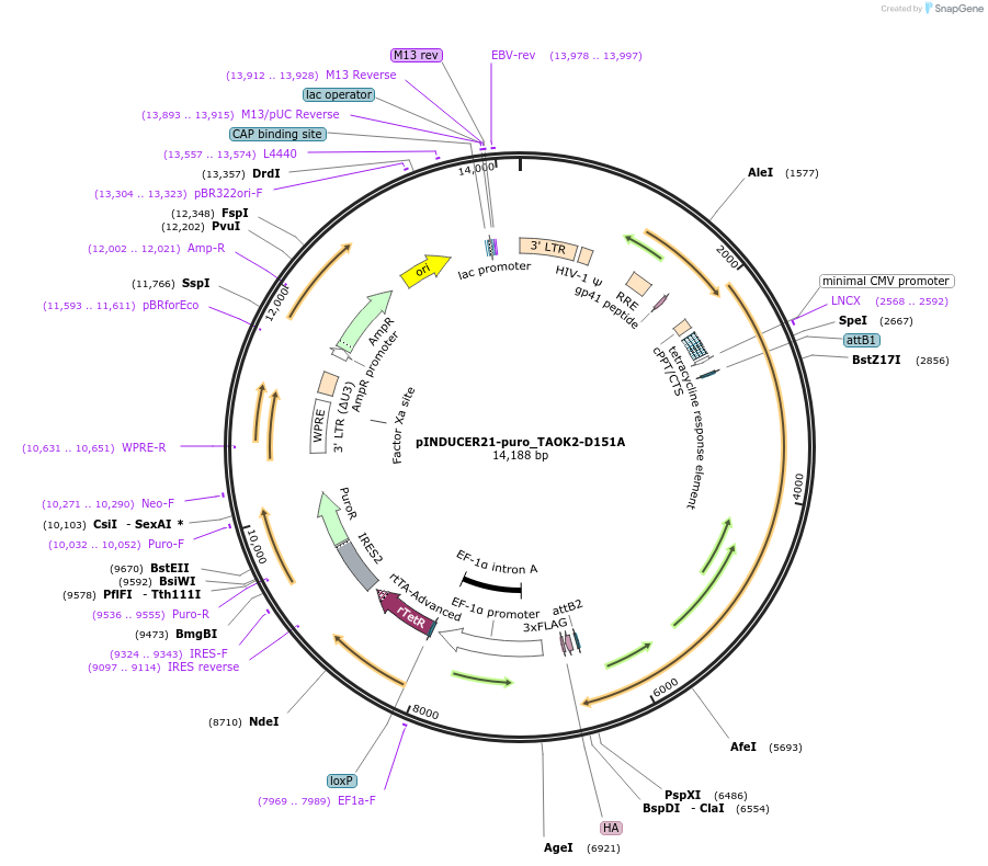 172980-plasmid-map-sequence-id-340586