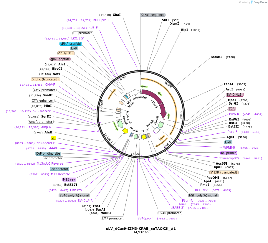 172983-plasmid-map-sequence-id-340587