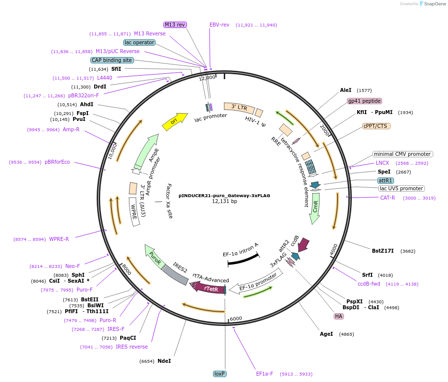 172981-plasmid-map-sequence-id-340592