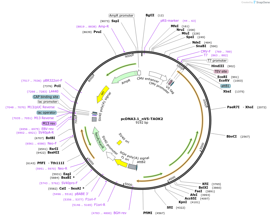 173000-plasmid-map-sequence-id-340593