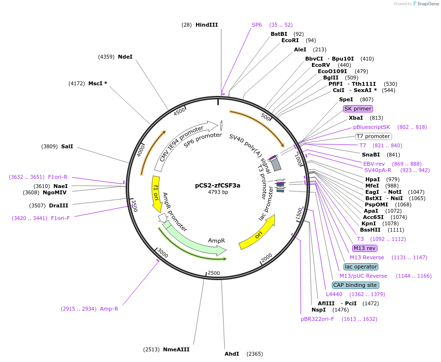 168201-plasmid-map-sequence-id-340742
