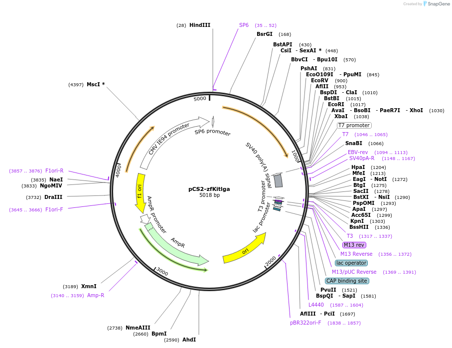 168199-plasmid-map-sequence-id-340747