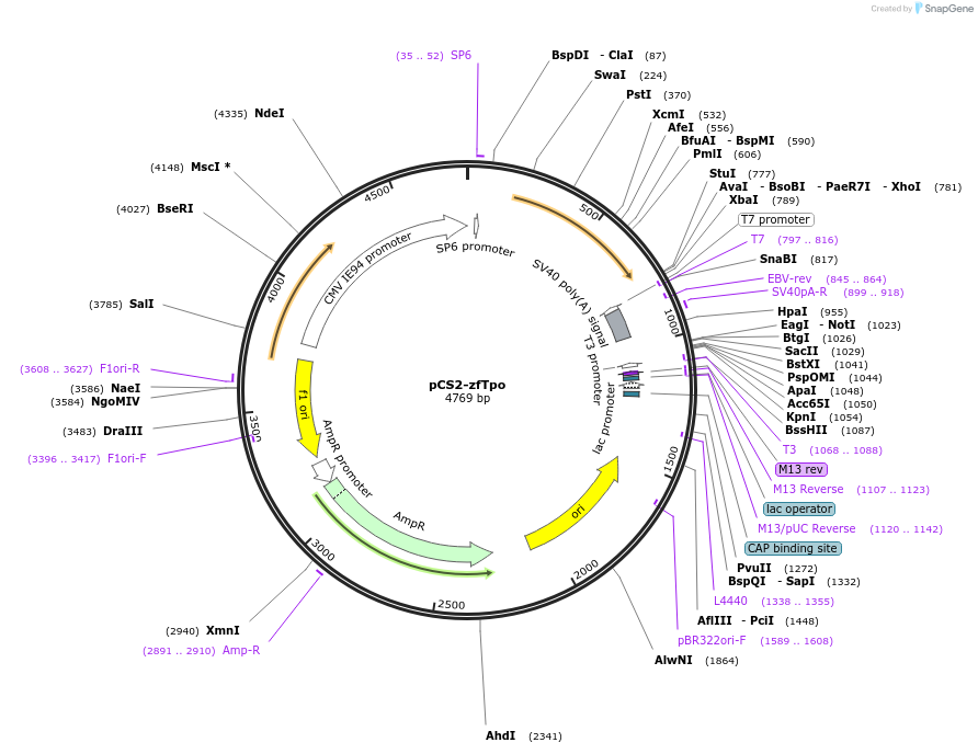 168198-plasmid-map-sequence-id-340748
