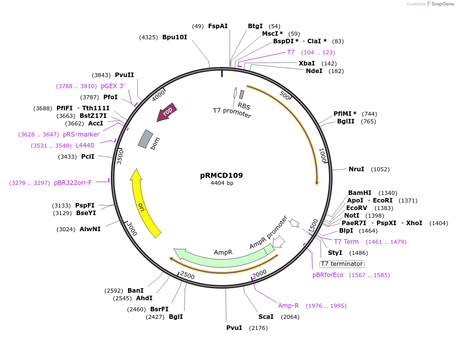 172956-plasmid-map-sequence-id-340757