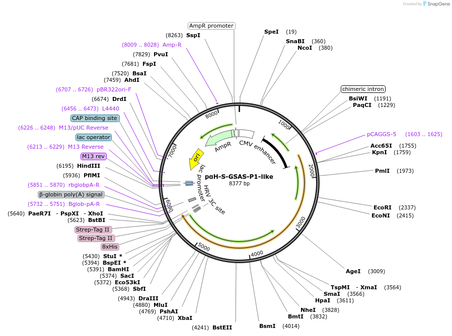173789-plasmid-map-sequence-id-340758