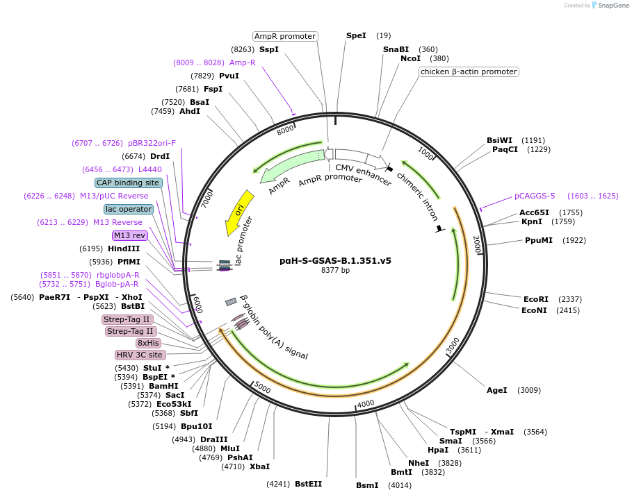 173790-plasmid-map-sequence-id-340761