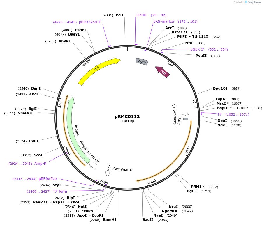 172958-plasmid-map-sequence-id-340766