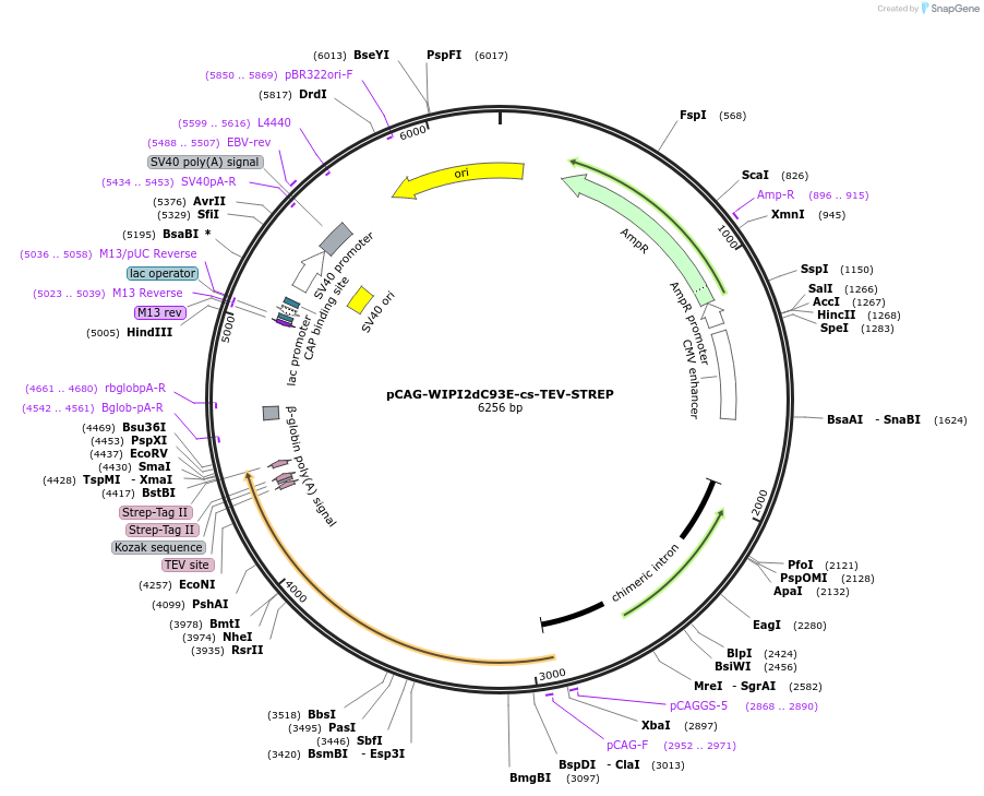 171834-plasmid-map-sequence-id-340772
