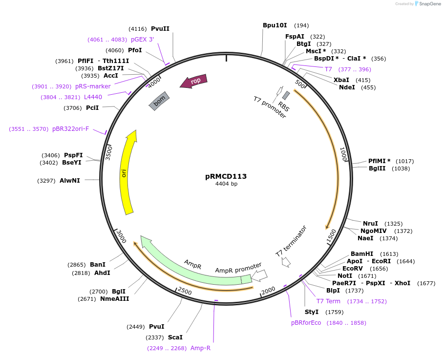 172959-plasmid-map-sequence-id-340774