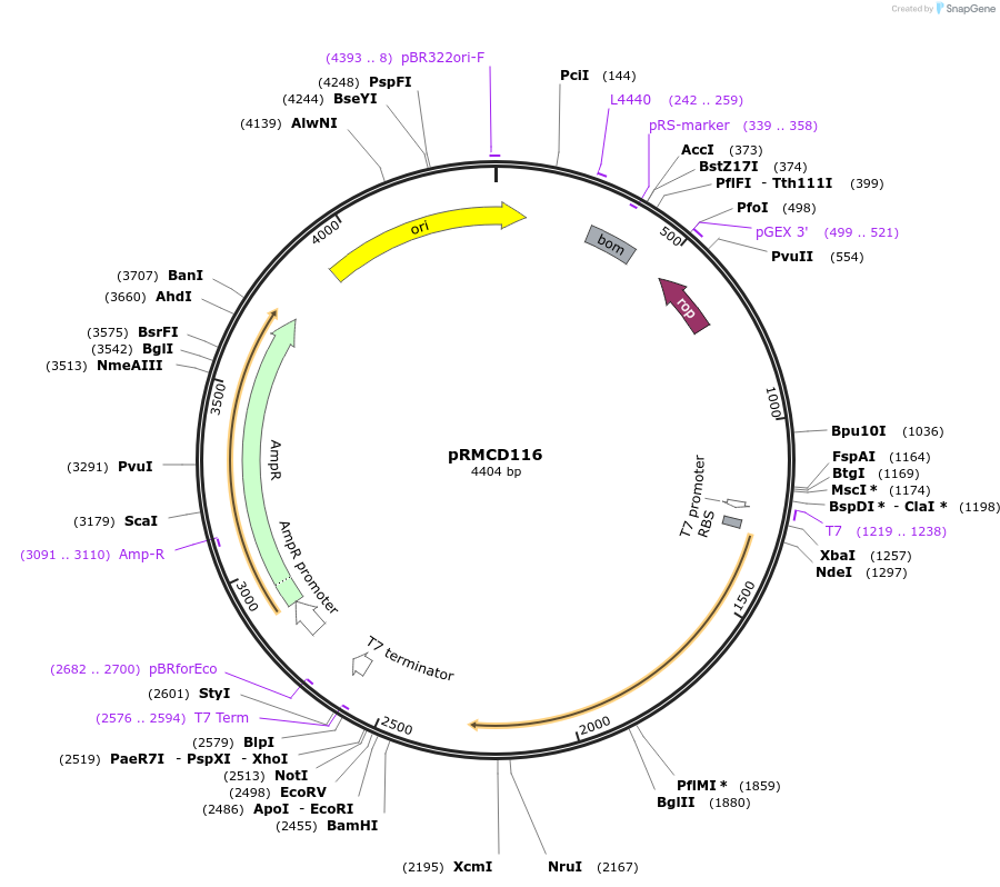 172960-plasmid-map-sequence-id-340777