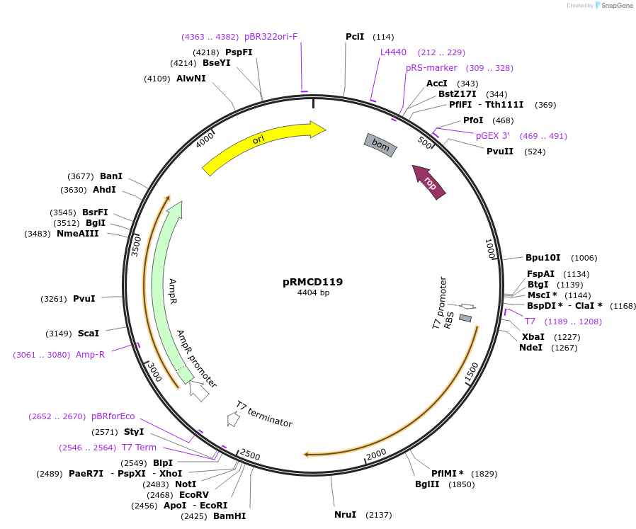 172961-plasmid-map-sequence-id-340779