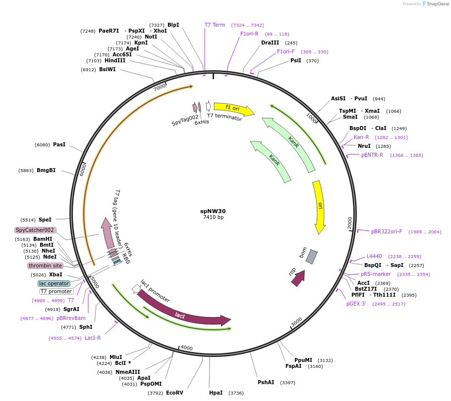 173485-plasmid-map-sequence-id-340783