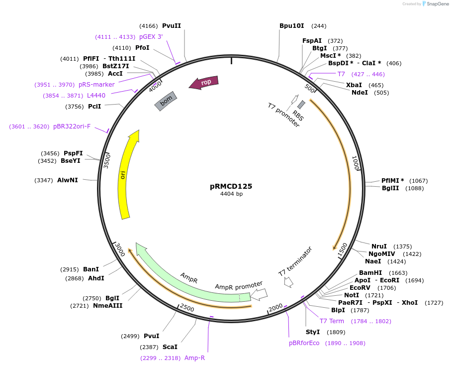 172964-plasmid-map-sequence-id-340786
