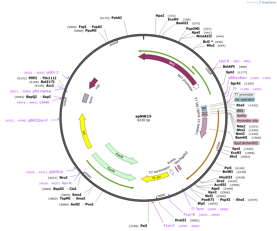 173483-plasmid-map-sequence-id-340789