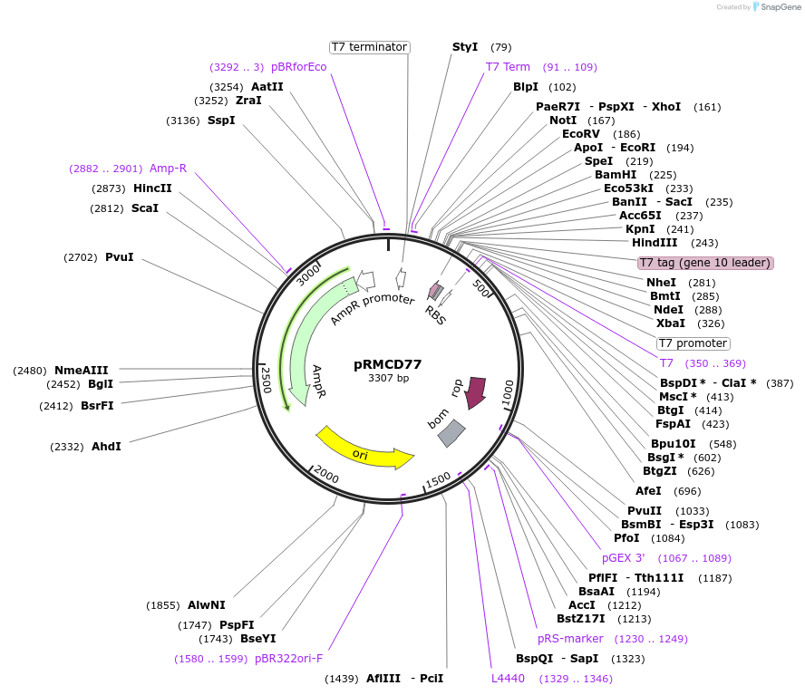 173032-plasmid-map-sequence-id-340792