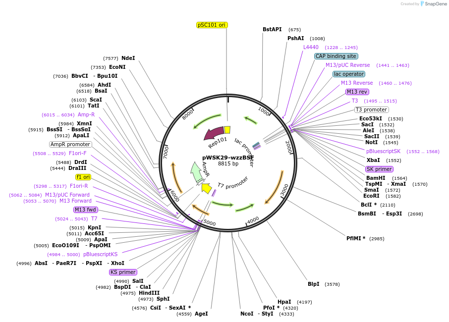 172967-plasmid-map-sequence-id-340795