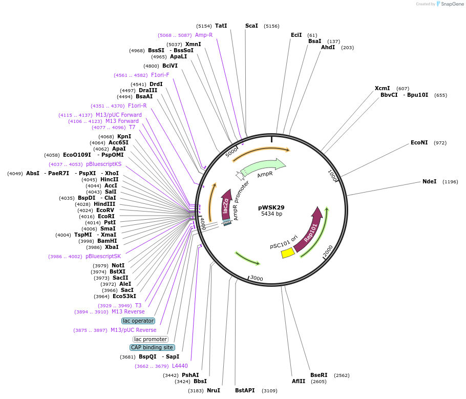 172972-plasmid-map-sequence-id-340796