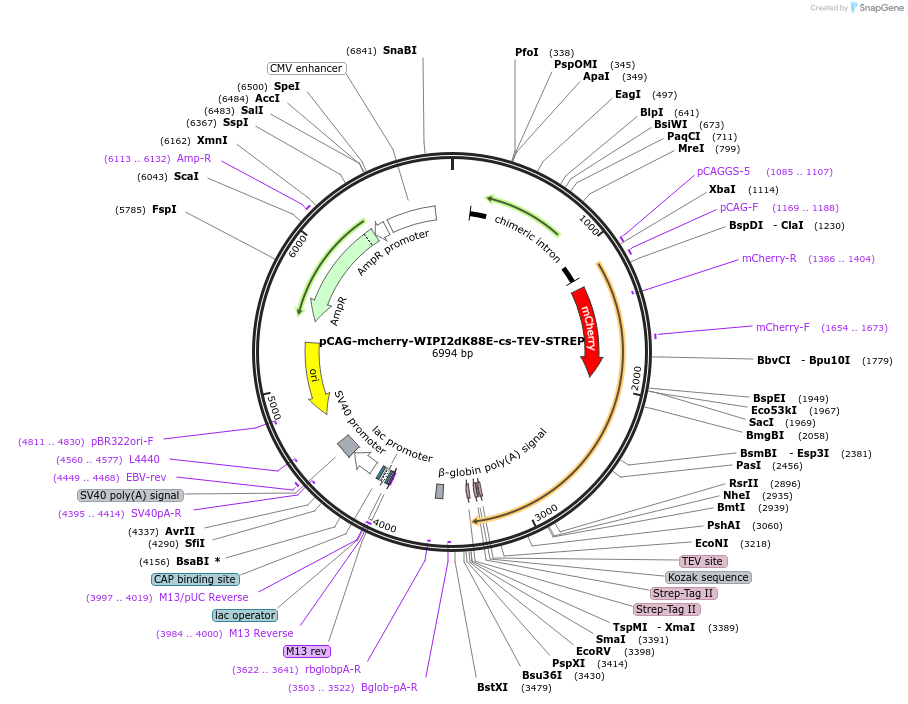 171839-plasmid-map-sequence-id-340803