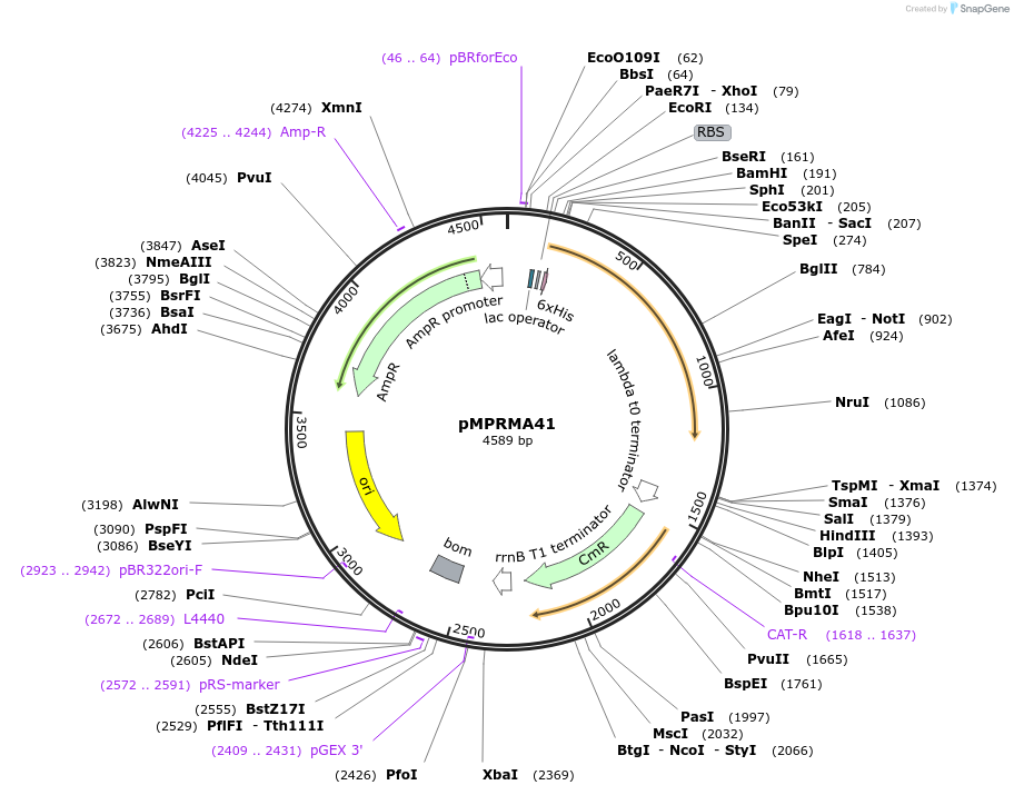 172935-plasmid-map-sequence-id-340804