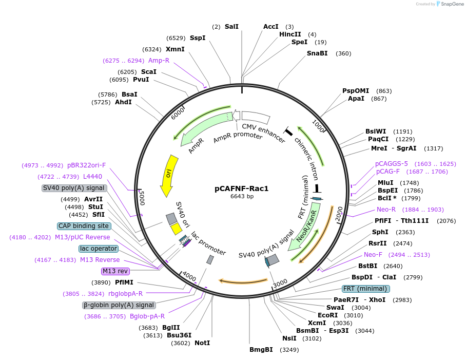 163607-plasmid-map-sequence-id-340805