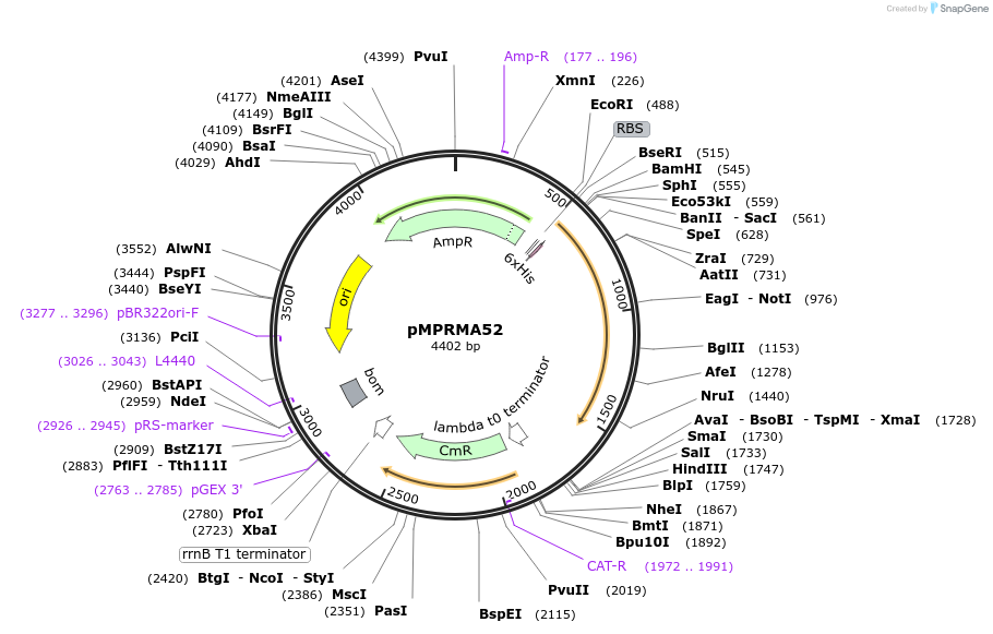 172938-plasmid-map-sequence-id-340806