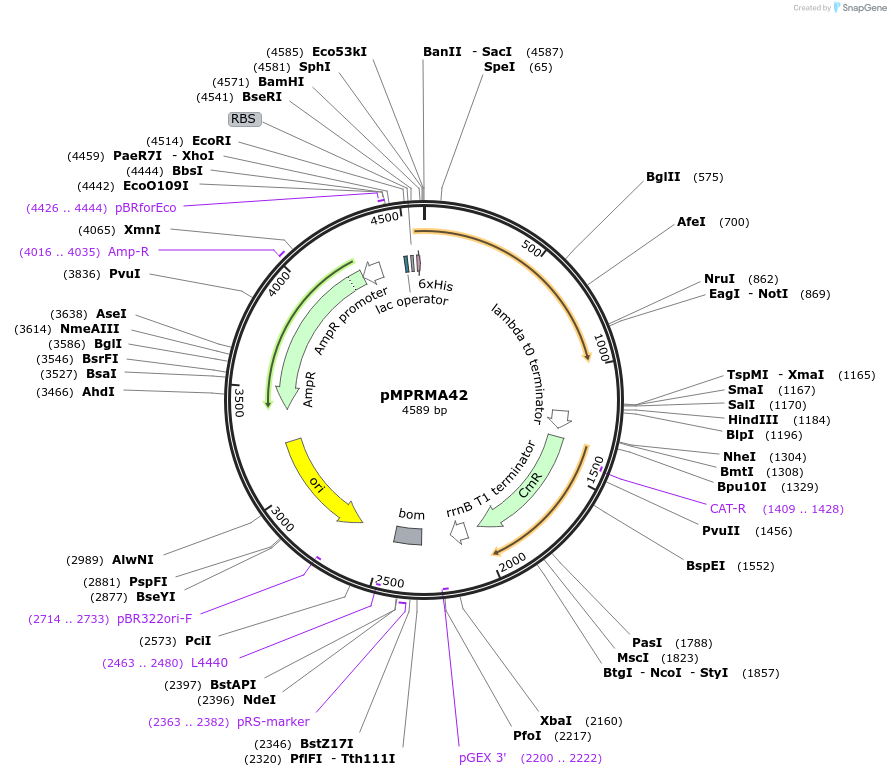 172943-plasmid-map-sequence-id-340808