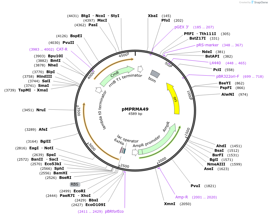 172948-plasmid-map-sequence-id-340809