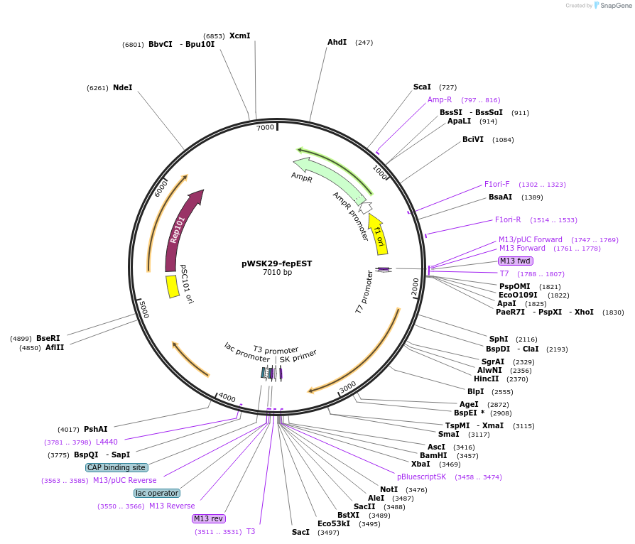 172969-plasmid-map-sequence-id-340812
