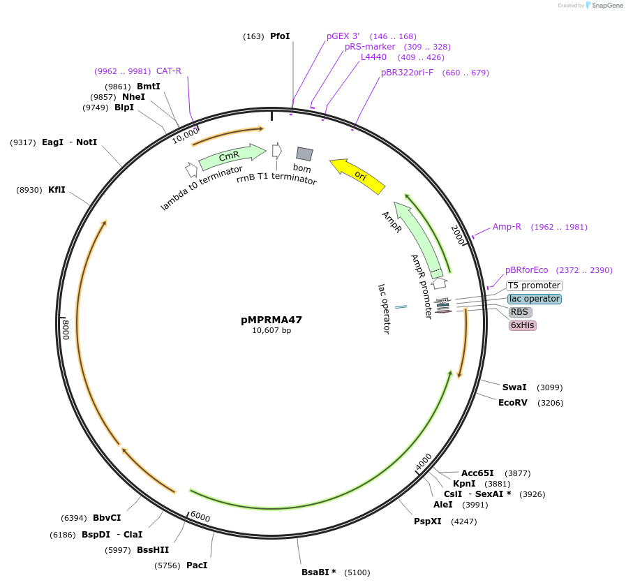 172947-plasmid-map-sequence-id-340823