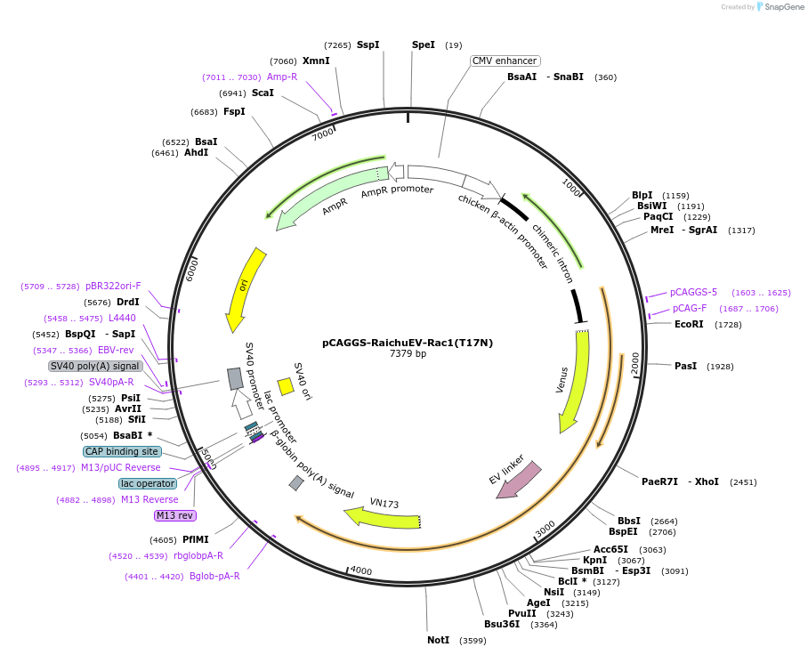 164902-plasmid-map-sequence-id-340899