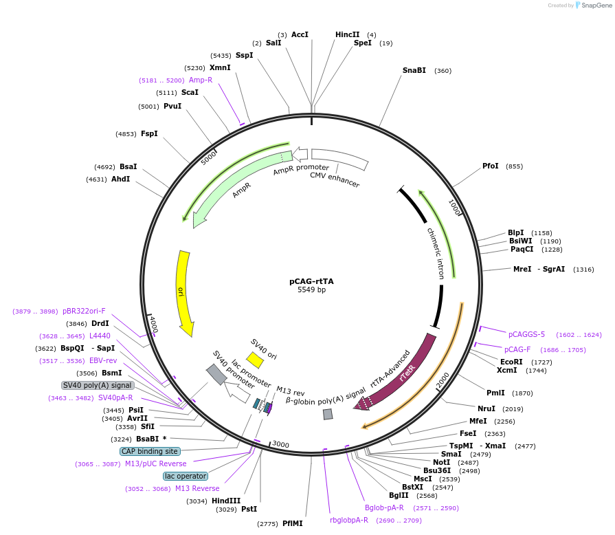 163601-plasmid-map-sequence-id-340904