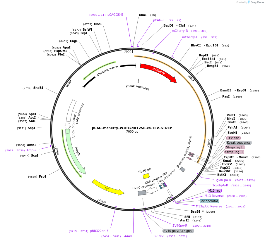 171843-plasmid-map-sequence-id-340911