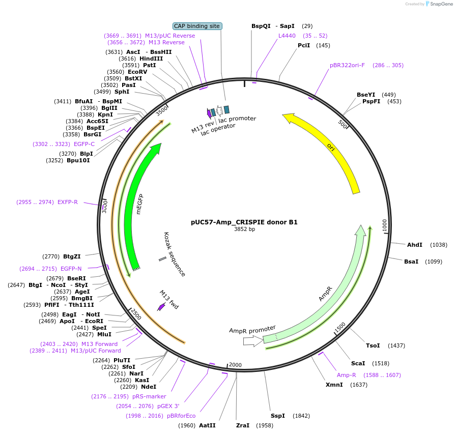 172842-plasmid-map-sequence-id-340939