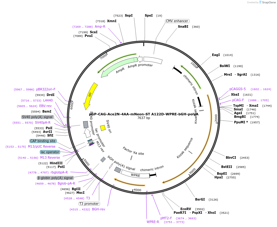 172912-plasmid-map-sequence-id-340941