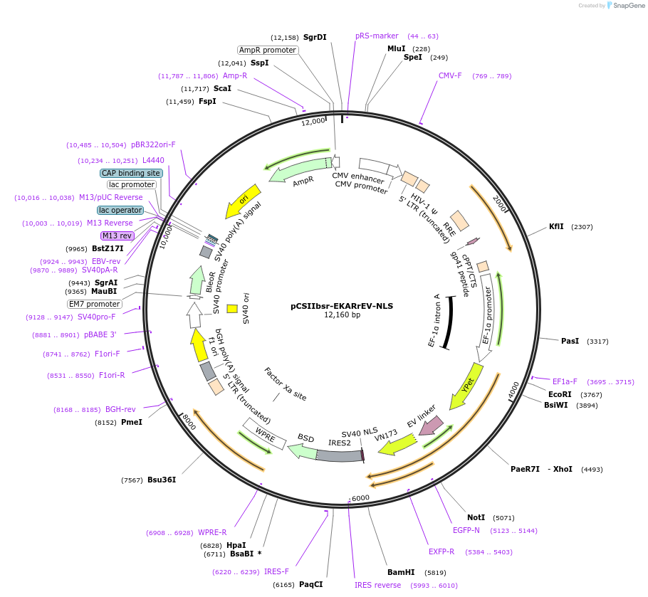 173854-plasmid-map-sequence-id-340943