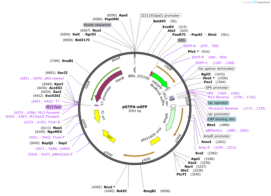 171526-plasmid-map-sequence-id-340973