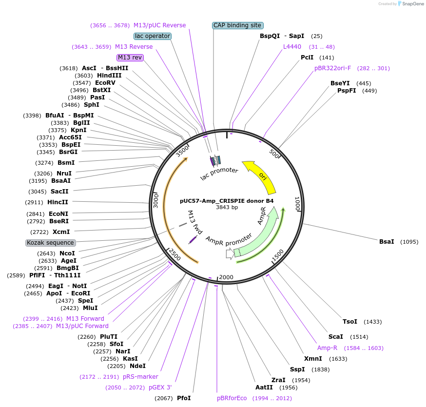 172845-plasmid-map-sequence-id-340978